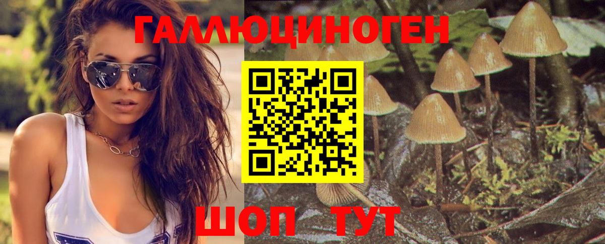 Галлюциногенные грибы Psilocybine cubensis Хасавюрт